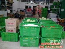 今日佛手瓜批发价格,市场行情分析”