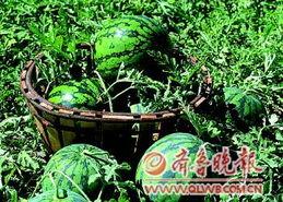 绵阳露天瓜今日行情,新鲜上市，价格走俏