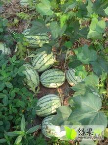 绵阳露天瓜今日行情,新鲜上市，价格走俏