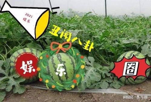 今日娱乐大瓜,今日大瓜盘点，明星幕后故事大揭秘！