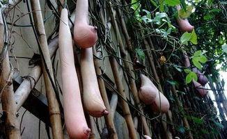 乳瓜今日报价最新