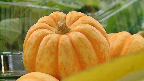 小瓜今日价,探寻时令蔬菜的鲜美与营养”