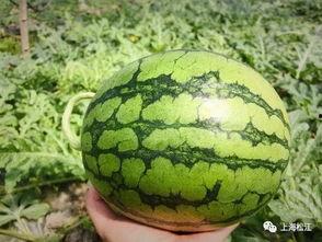 今日最火的瓜图片,揭秘最火瓜图片背后的惊人真相！