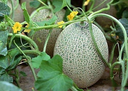 今日民勤哈密瓜多少钱,民勤哈密瓜今日价格行情揭晓