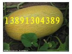 哈密瓜行情今日价格,价格波动解析与市场趋势洞察