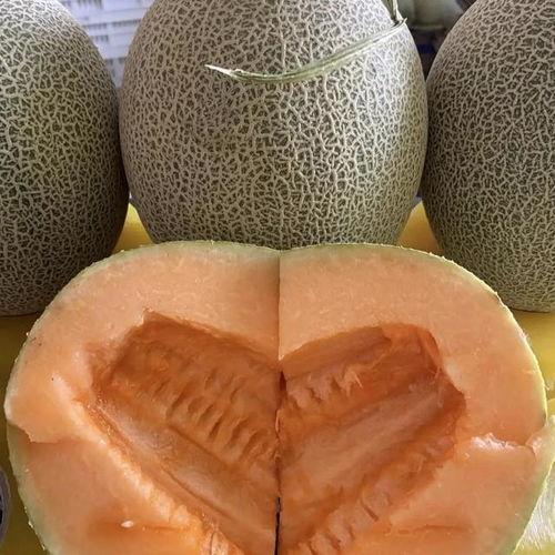 哈密瓜行情今日价格,价格波动解析与市场趋势洞察