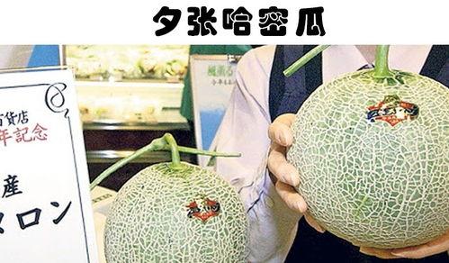 哈密瓜行情今日价格,价格波动解析与市场趋势洞察