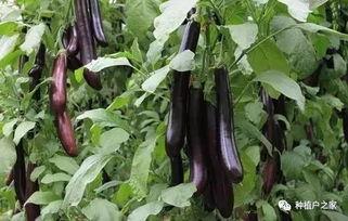 今日瓜菜行情最新消息,涨跌互现，局部地区价格波动明显