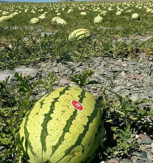 今日沙漠瓜价行情,瓜果飘香，价格波动解析