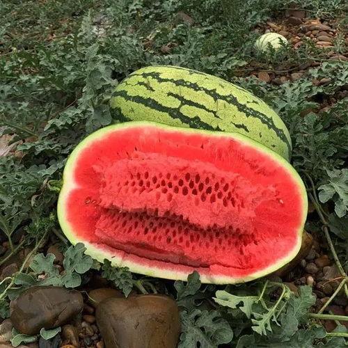 今日沙漠瓜价行情,瓜果飘香，价格波动解析