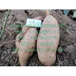 今日济薯25地瓜价格,涨跌互现，市场动态解析