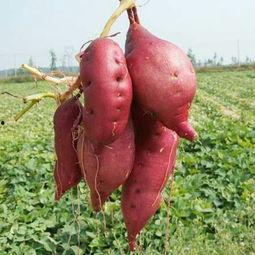 今日济薯25地瓜价格,涨跌互现，市场动态解析