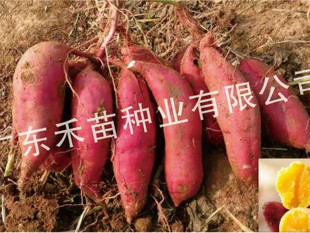 今日济薯25地瓜价格,涨跌互现，市场动态解析