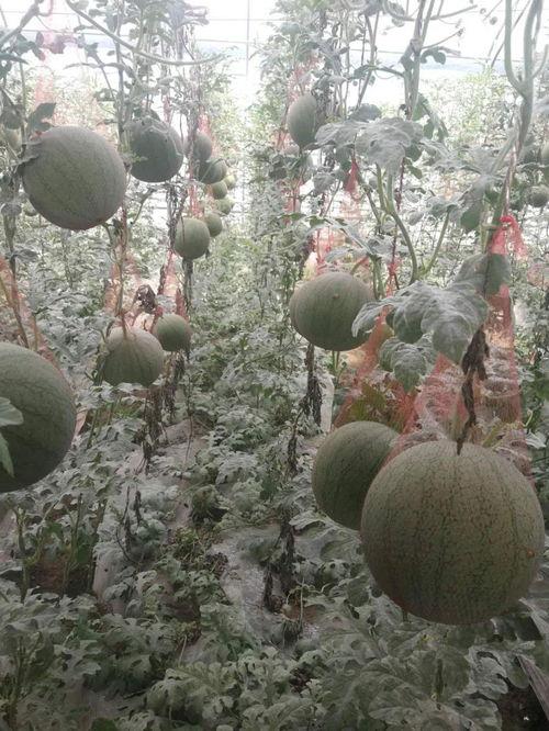 万邦小吊瓜今日价格表