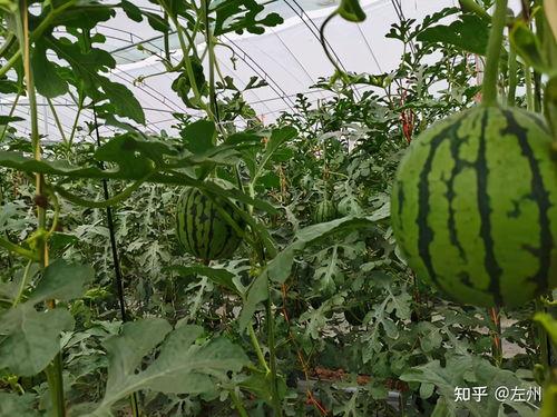 万邦小吊瓜今日价格表