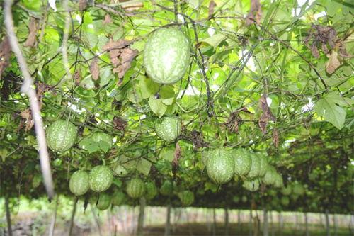 万邦小吊瓜今日价格表