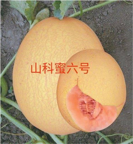 山瓜甜瓜今日价格表图片,今日市场行情速览