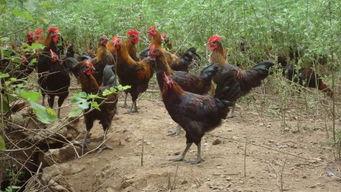 今日瓜州鸡价多少钱一斤,今日鸡价多少钱一斤？