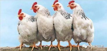 今日瓜州鸡价多少钱一斤,今日鸡价多少钱一斤？