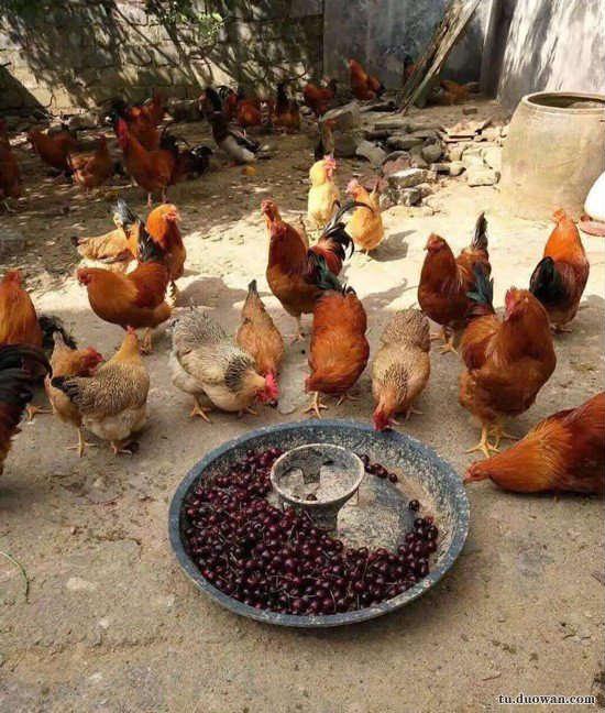 今日瓜州鸡价多少钱一斤,今日鸡价多少钱一斤？