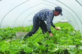今日白瓜价格行情,涨跌波动，市场动态一览