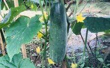 今日白瓜价格行情,涨跌波动，市场动态一览