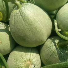 山东莘县燕店小吊瓜今日价格,今日价格行情一览”