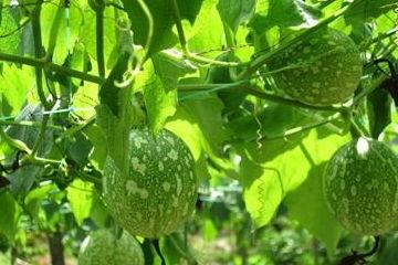 今日吊瓜价,市场波动下的价格解析