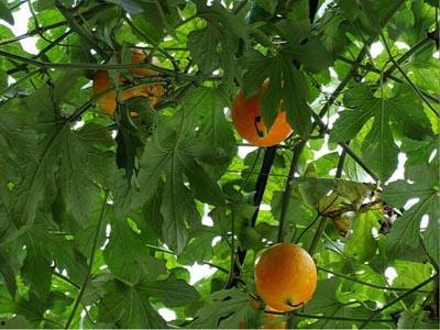 今日吊瓜价,市场波动下的价格解析