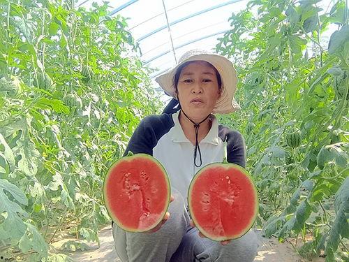 今日中牟吊瓜价格,今日行情一览
