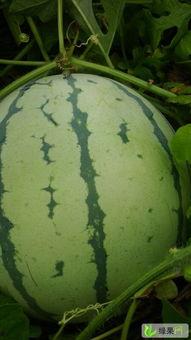 岳阳今日西瓜收瓜价,价格行情一览