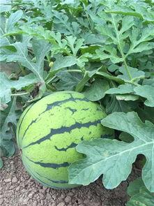 岳阳今日西瓜收瓜价,价格行情一览