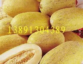 哈密瓜行情今日价,价格波动解析与市场趋势洞察”