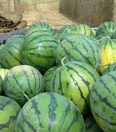 线瓜今日价格,今日线瓜价格行情一览”