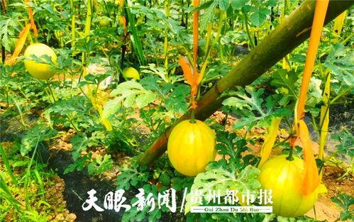 今日贵阳吃瓜最新消息,揭秘网红美食背后的故事